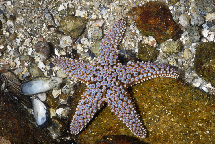 Pisaster giganteus